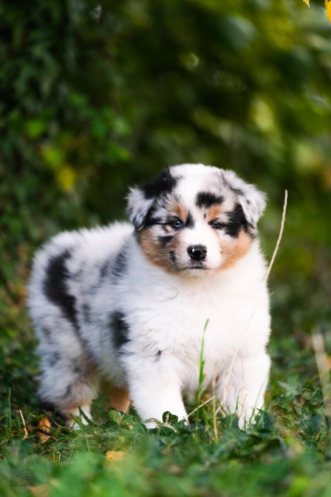 All you need is colt Du Tipi Farfelu