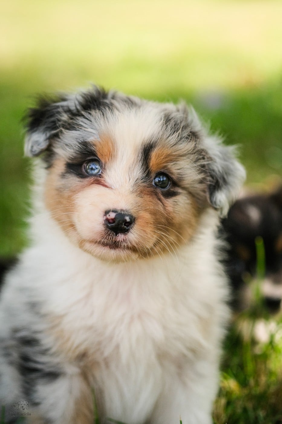 Chiot N°2