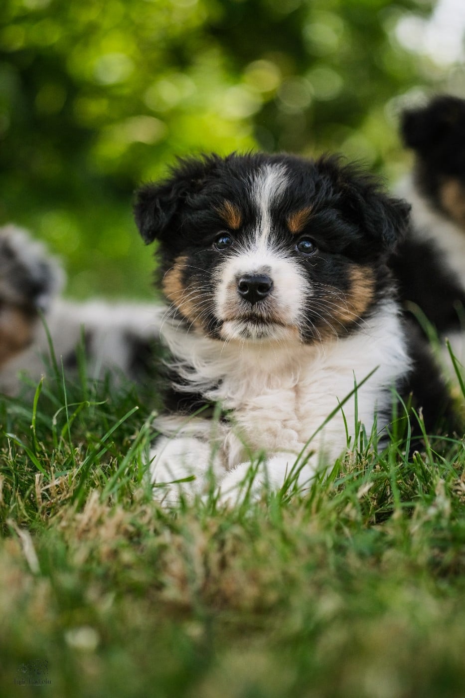Chiot N°3