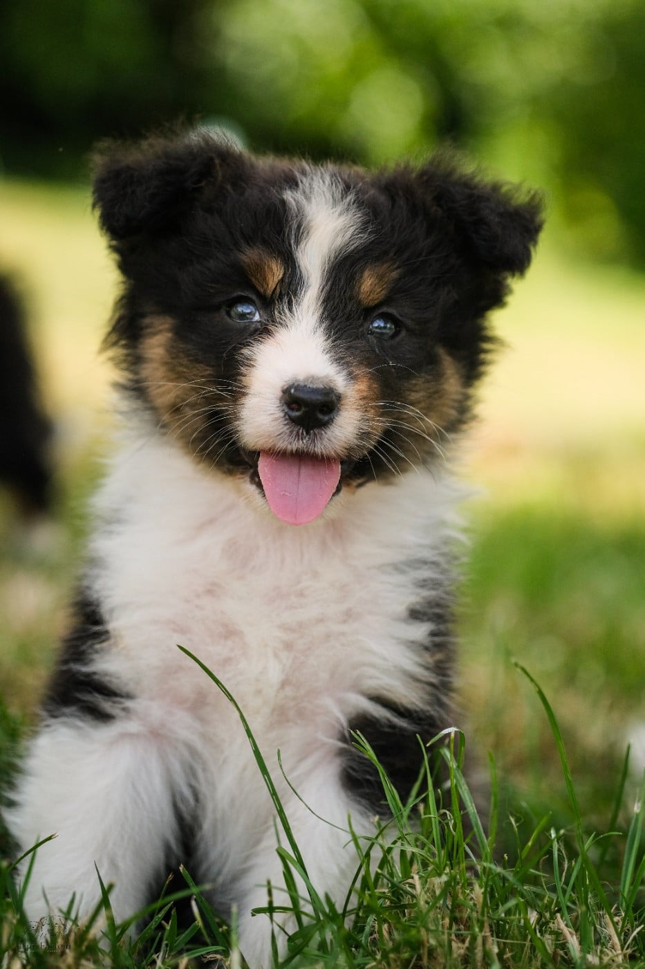 Chiot N°7