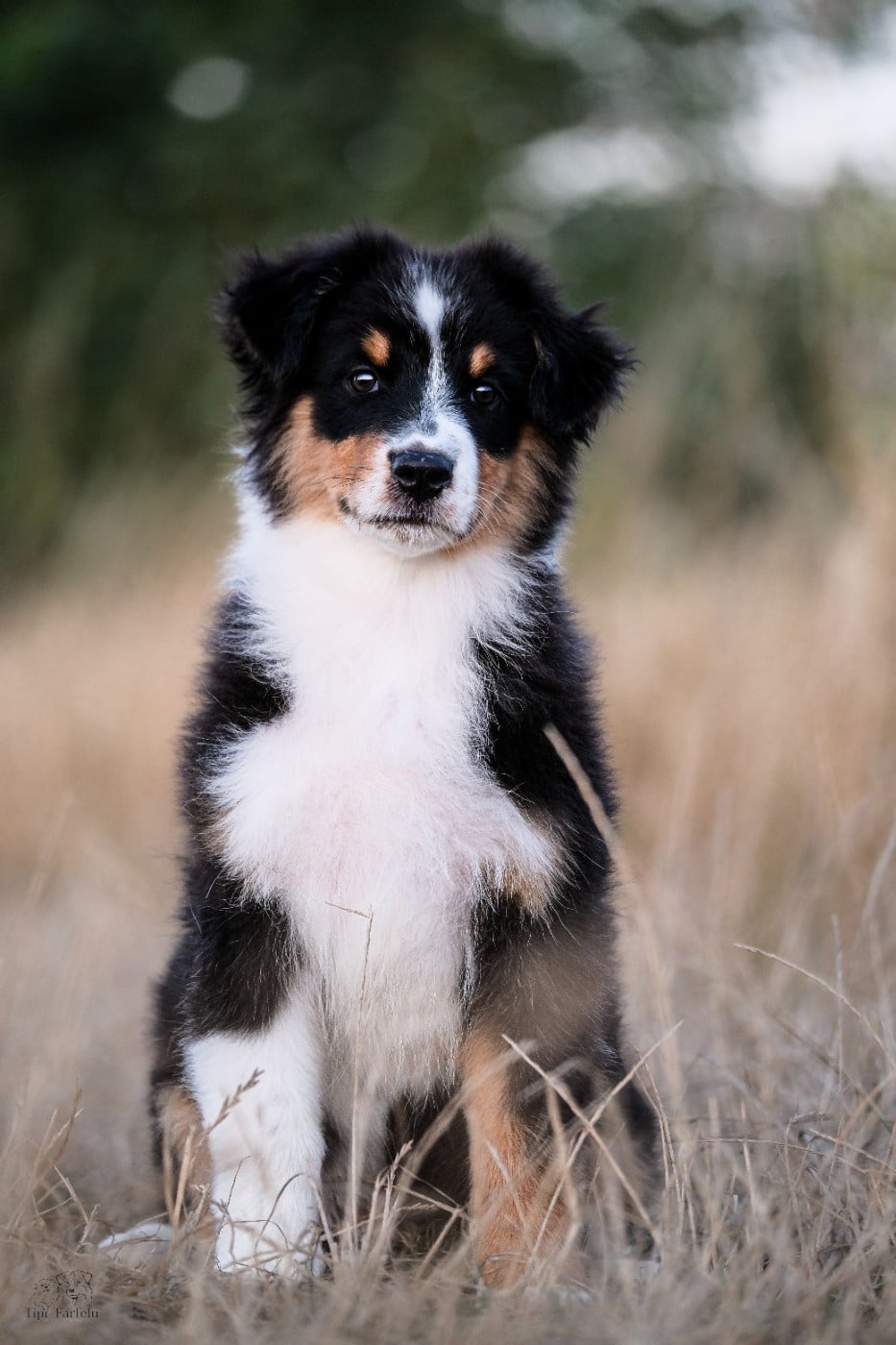 Berger Australien - Du Tipi Farfelu