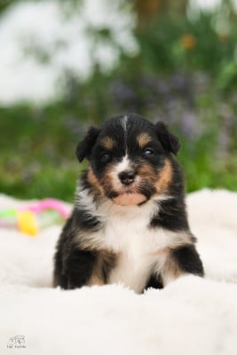 Les chiots de Berger Australien