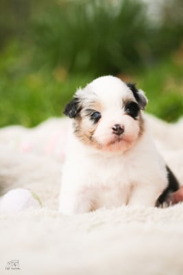 Les chiots de Berger Australien