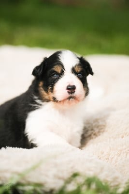 Les chiots de Berger Australien