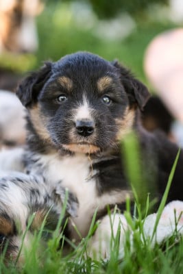 Les chiots de Berger Australien