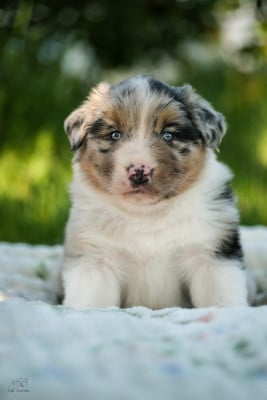 Les chiots de Berger Australien