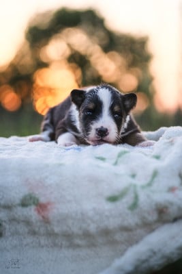 Les chiots de Berger Australien