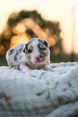 Les chiots de Berger Australien