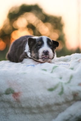 Les chiots de Berger Australien