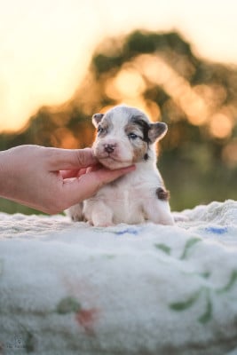 Les chiots de Berger Australien