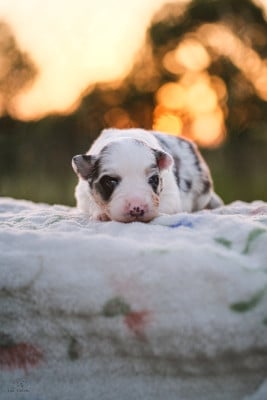 Les chiots de Berger Australien