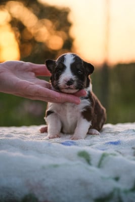 Les chiots de Berger Australien