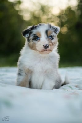 Les chiots de Berger Australien