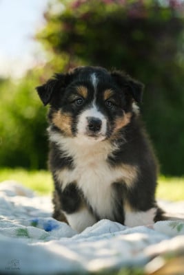 Les chiots de Berger Australien