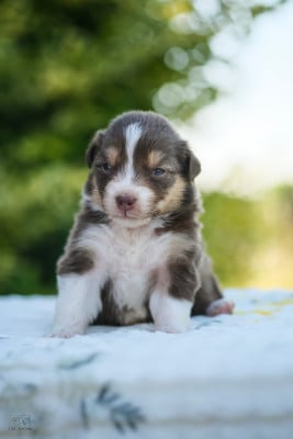 Les chiots de Berger Australien
