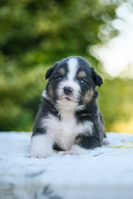 Les chiots de Berger Australien