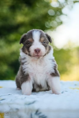 Les chiots de Berger Australien