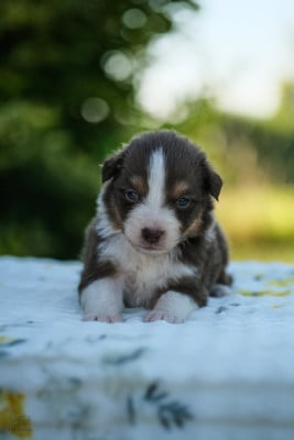 Les chiots de Berger Australien
