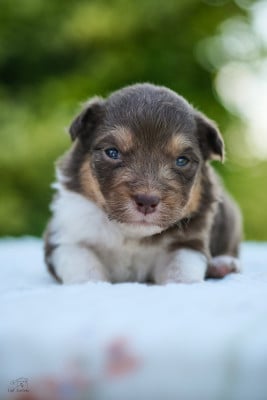 Les chiots de Berger Australien
