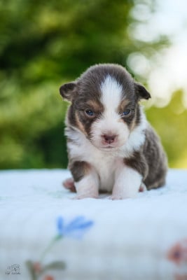 Les chiots de Berger Australien