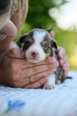 Les chiots de Berger Australien