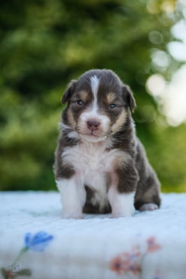 Les chiots de Berger Australien