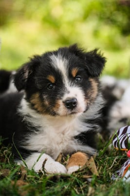 Les chiots de Berger Australien