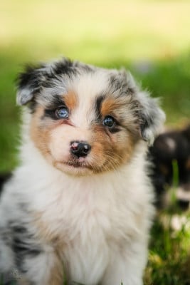 Les chiots de Berger Australien