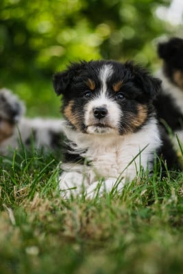 Les chiots de Berger Australien