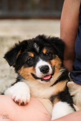 Les chiots de Berger Australien