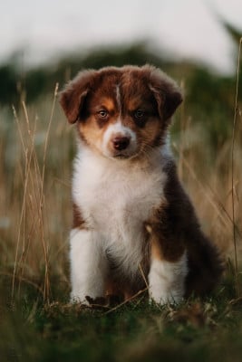 Les chiots de Berger Australien