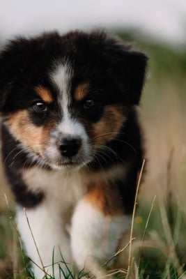 Les chiots de Berger Australien