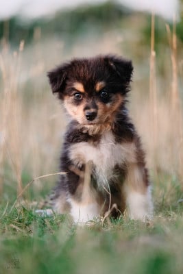 Les chiots de Berger Australien
