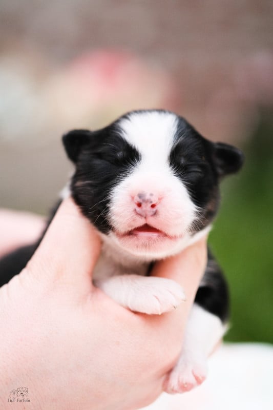 Berger Australien - Du Tipi Farfelu