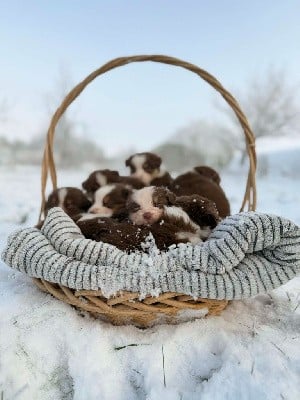 Berger Australien - Du Tipi Farfelu