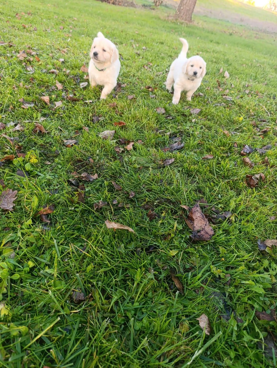 Golden Retriever - Hearunes