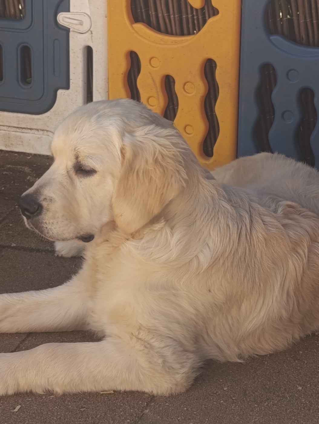 Golden Retriever - Hearunes