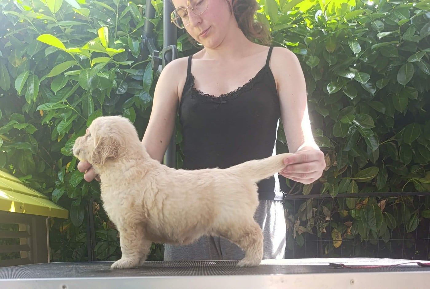 Golden Retriever - Hearunes