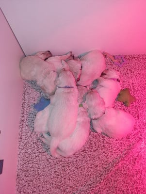 Les chiots de Golden Retriever