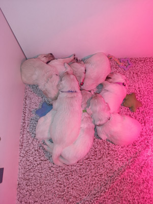 Les chiots de Golden Retriever