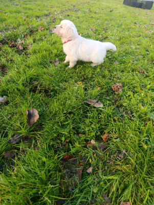 Les chiots de Golden Retriever