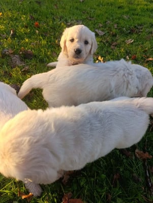 Les chiots de Golden Retriever