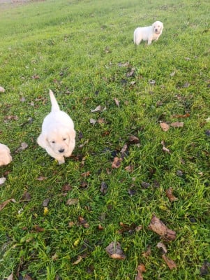 Les chiots de Golden Retriever