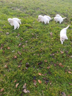 Les chiots de Golden Retriever