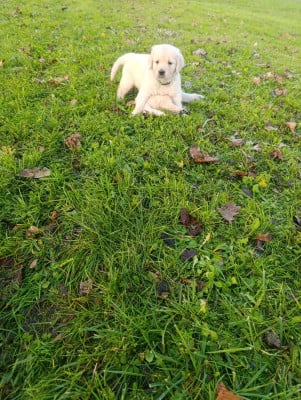 Les chiots de Golden Retriever