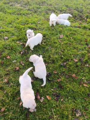 Les chiots de Golden Retriever