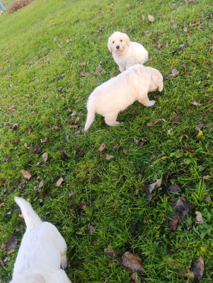 Les chiots de Golden Retriever