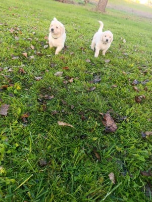 Les chiots de Golden Retriever