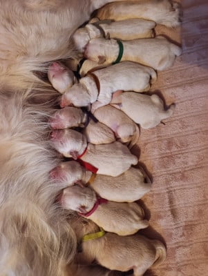Les chiots de Golden Retriever