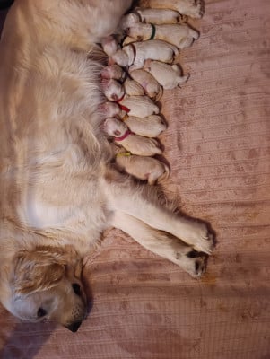 Les chiots de Golden Retriever